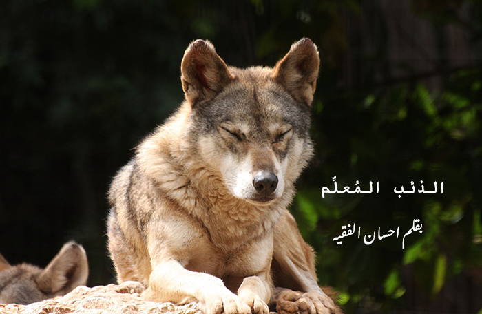 الذئب الم عل م إحسان الفقيه